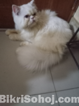 Persian cat male